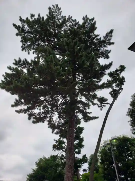 中野沼袋氷川神社の自然