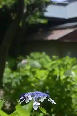 白山神社(東京都)