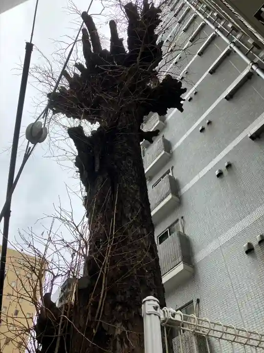 箒銀杏天満宮(東京都)