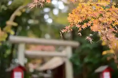 鷲宮神社(埼玉県)