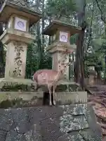 春日大社の{uncategorized: "未分類", other: "その他", undefined: "問題あり", building: "その他建物", grave: "お墓", sacred_gate: "鳥居", guardian: "狛犬", statue: "像", buddha: "仏像", history: "歴史", nature: "自然", garden: "庭園", animal: "動物", pagoda: "塔", temizu: "手水舎", mountain_gate: "山門・神門", sanctuary: "本殿・本堂", subordinate: "末社・摂社", art: "芸術", scenery: "景色", jizo: "地蔵", ema: "絵馬", goshuin: "御朱印", omikuji: "おみくじ", items: "授与品その他", amulet: "お守り", goshuincho: "御朱印帳", eats: "食事", festival: "お祭り", votive_dance: "神楽", shichigosan: "七五三参", wedding: "結婚式", experience: "体験その他", initially: "初詣", around: "周辺", anti_infection: "感染症対策"}