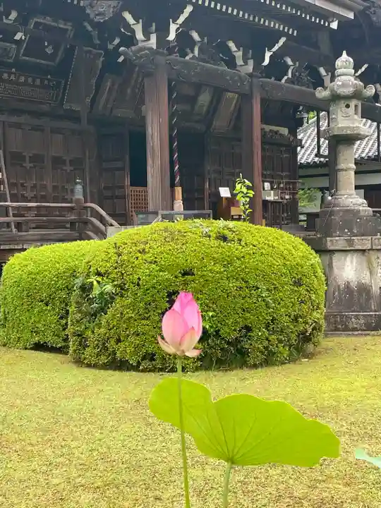 三室戸寺(京都府)