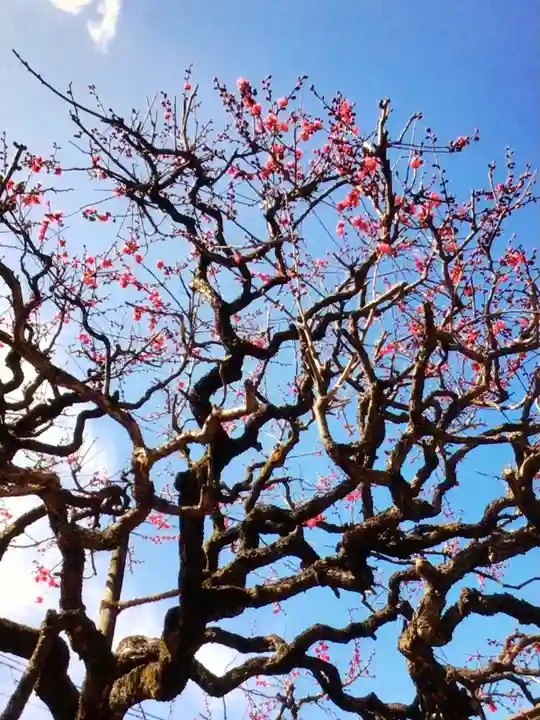鳳林寺(東京都)