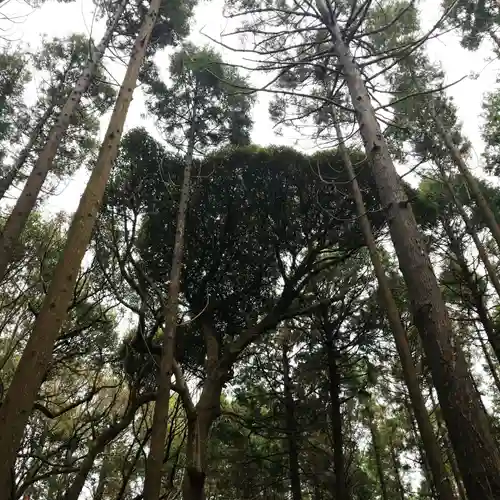 戸隠神社の自然