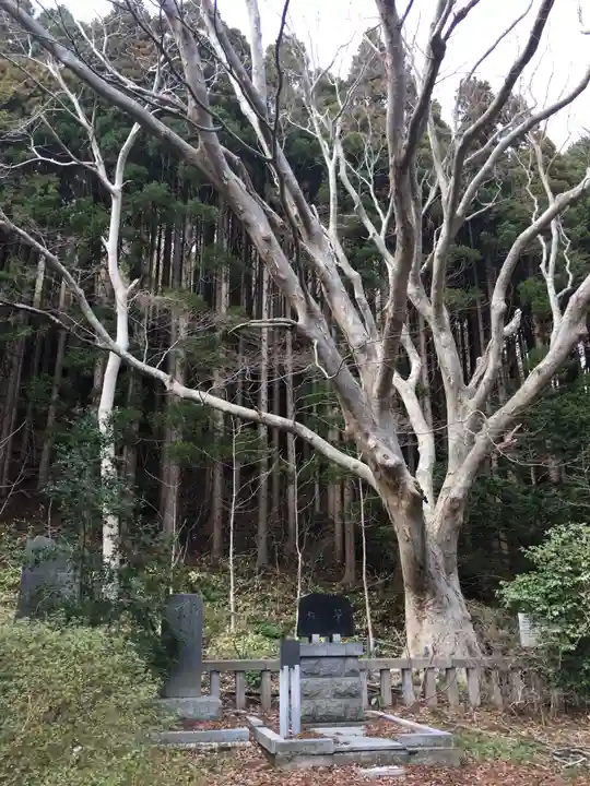 函館八幡宮の自然