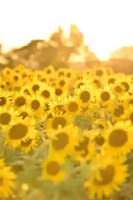 座間神社(神奈川県)