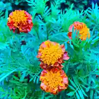 豊景神社の自然