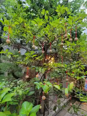 錦天満宮のおみくじ