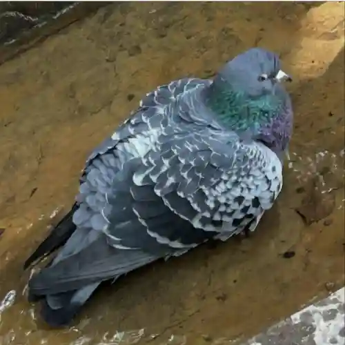 熱田神宮の{uncategorized: "未分類", other: "その他", undefined: "問題あり", building: "その他建物", grave: "お墓", sacred_gate: "鳥居", guardian: "狛犬", statue: "像", buddha: "仏像", history: "歴史", nature: "自然", garden: "庭園", animal: "動物", pagoda: "塔", temizu: "手水舎", mountain_gate: "山門・神門", sanctuary: "本殿・本堂", subordinate: "末社・摂社", art: "芸術", scenery: "景色", jizo: "地蔵", ema: "絵馬", goshuin: "御朱印", omikuji: "おみくじ", items: "授与品その他", amulet: "お守り", goshuincho: "御朱印帳", eats: "食事", festival: "お祭り", votive_dance: "神楽", shichigosan: "七五三参", wedding: "結婚式", experience: "体験その他", initially: "初詣", around: "周辺", anti_infection: "感染症対策"}