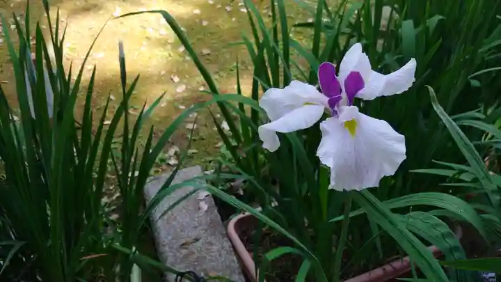 賀茂別雷神社(上賀茂神社)の庭園