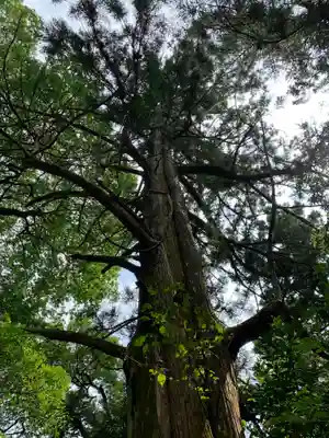 加茂神社の自然