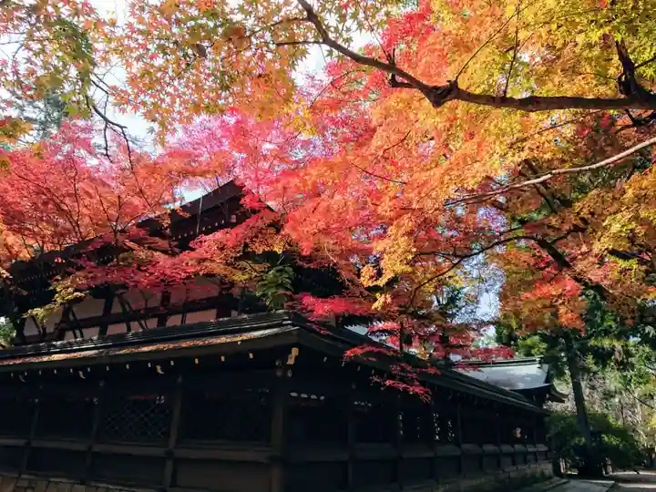 御霊神社(上御霊神社)の自然