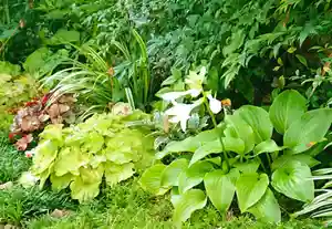 寿量山 速成寺の自然(2020年08月24日(月) 15時42分30秒投稿)