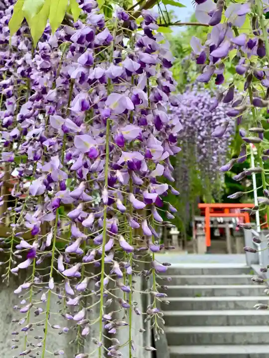 安積國造神社(福島県)