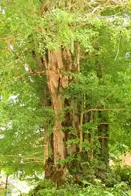 白山神社(長滝神社・白山長瀧神社・長滝白山神社)(岐阜県)