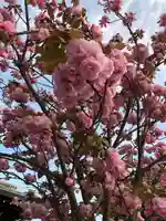 感田神社の自然