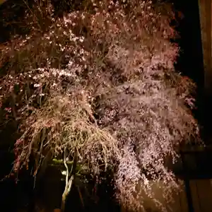 三澤寺の自然(2022年04月09日(土) 20時22分27秒投稿)