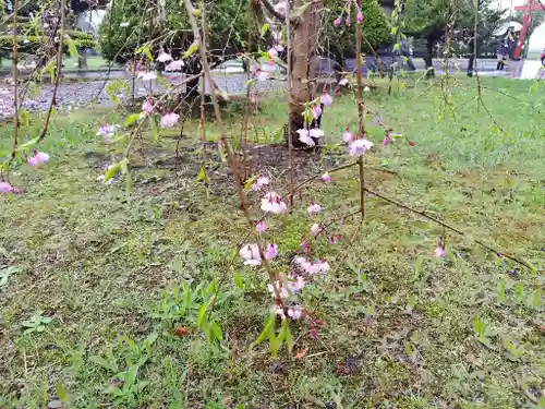 美瑛神社の自然