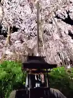 瀧桜神明宮(福島県)