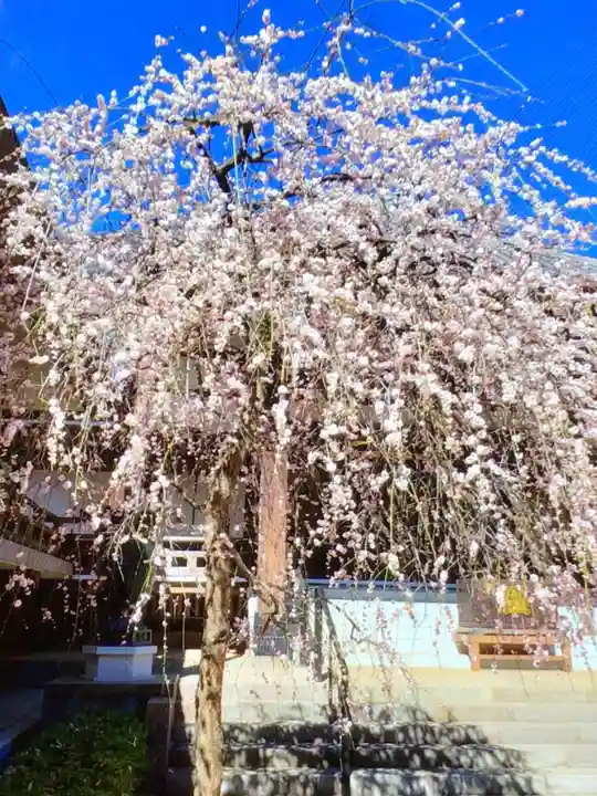 妙法寺(東京都)