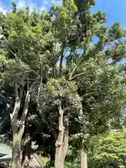 皇大神宮（烏森神社）の自然