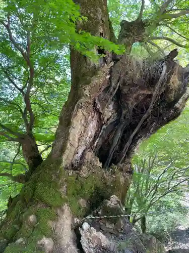 月輪寺(京都府)