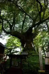 熊野皇大神社の自然