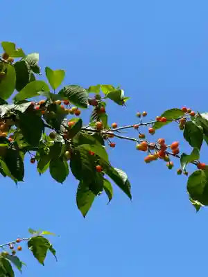 秩父札所十三番 慈眼寺(埼玉県)