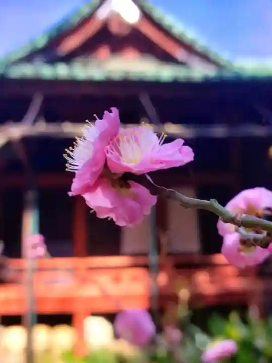 赤坂氷川神社(東京都)