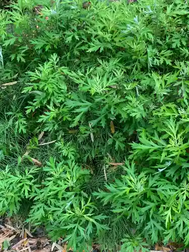 諏訪神社の自然