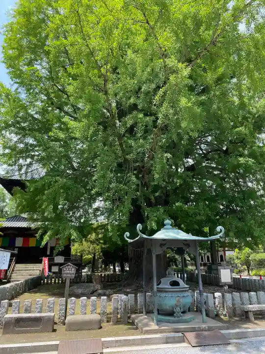 鑁阿寺(栃木県)