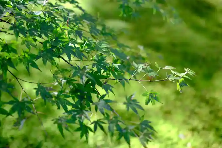 三千院門跡の自然