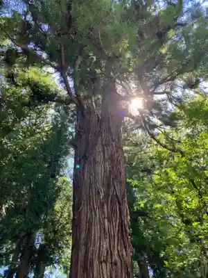 諏訪大社下社春宮(長野県)