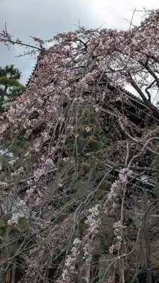 くろ谷 金戒光明寺(京都府)