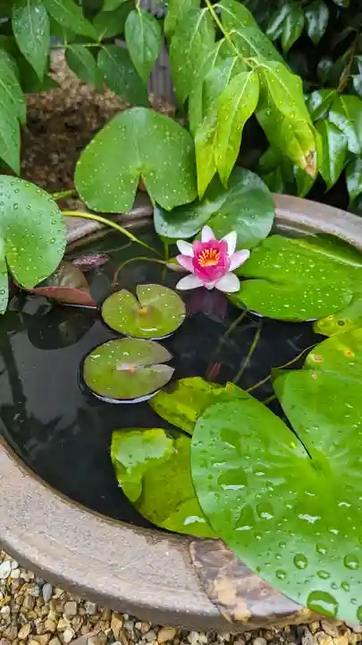勝林寺(京都府)