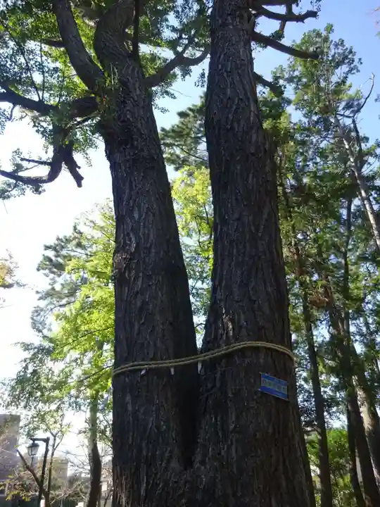 春日神社の自然