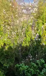 出雲大社倉敷教会(岡山県)(2025年04月20日(日) 09時41分47秒投稿)