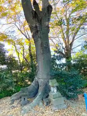 稲荷神社の自然