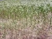 八幡神社の自然