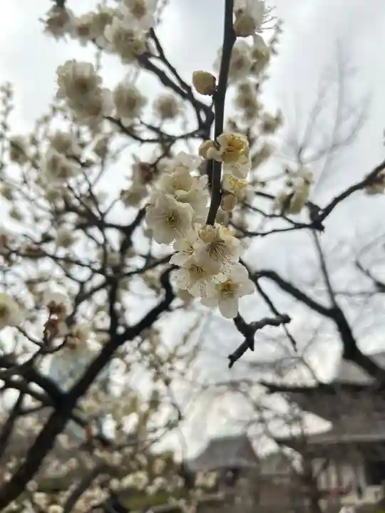 増上寺(東京都)