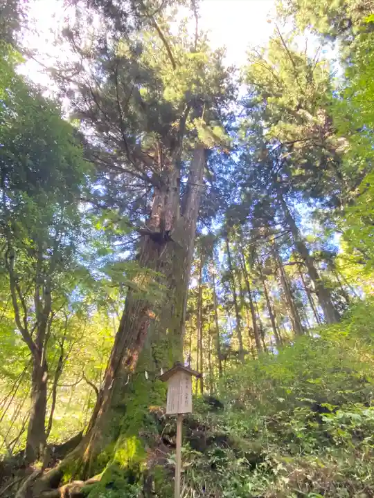 花園神社の自然