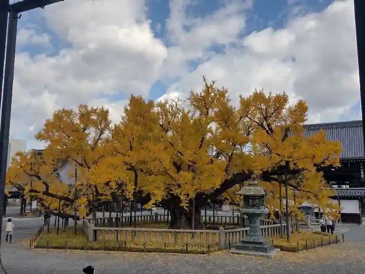 本願寺(西本願寺)の自然