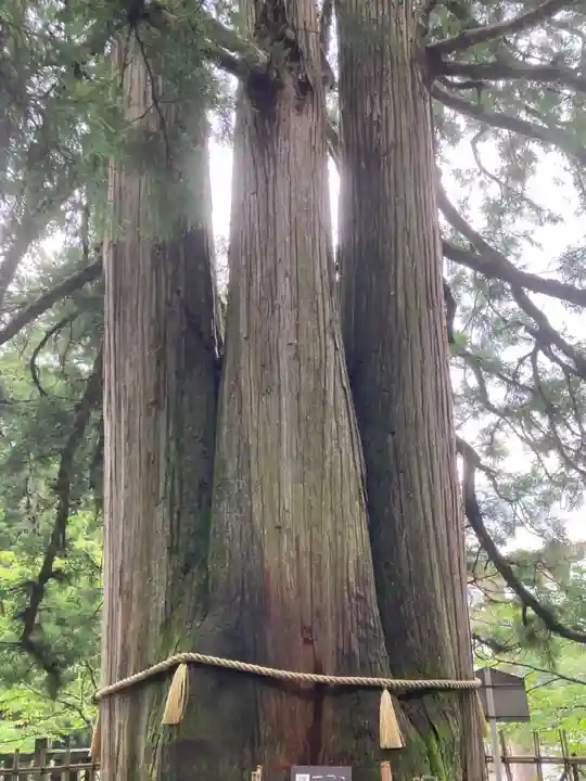 戸隠神社中社(長野県)