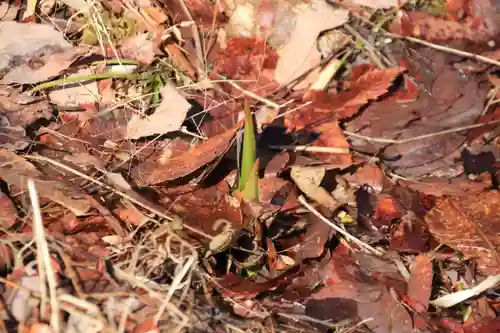 采女神社の自然