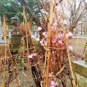 彌彦神社 (伊夜日子神社)の自然(2024年04月18日(木) 10時21分44秒投稿)