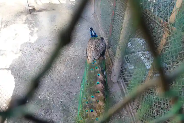 岩槻久伊豆神社(埼玉県)