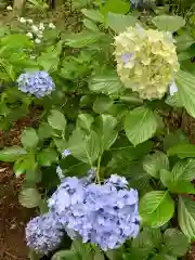 大宝八幡宮の自然