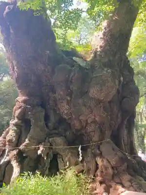 來宮神社(静岡県)
