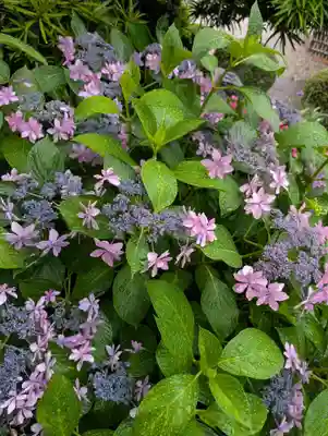 藥王寺(東京都)