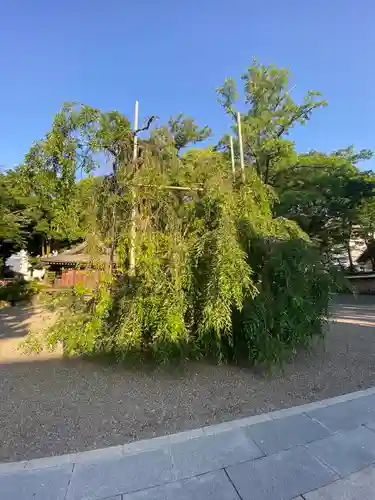 大國魂神社の自然
